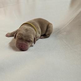 Dilute Retriever and Labrador Retriever Puppies from LC Hunting Labs, LLC.