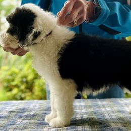 Baby - Purple-collar girl - Black Bearded Collie puppy in Lansdowne, Pennsylvania from Beloved Bearded & Border Collies