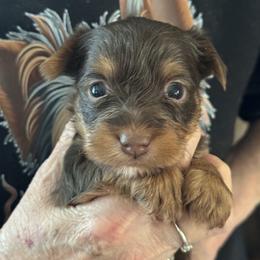 Puppy 5 - Chocolate, tan and white female Yorkshire Terrier puppy in Elizabeth, Indiana from Dwayne’s Yorkshire Terriers