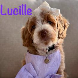 Purple Collar - Red  female Goldendoodle puppy in Blanchard, Oklahoma from Dream Doodles by Dondi
