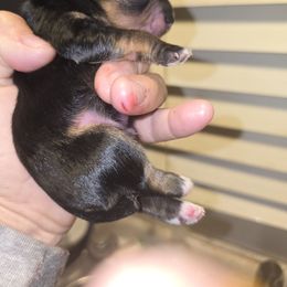 Chewy - Black and tan male Yorkshire Terrier puppy in Yucca Valley, California from Deborah Punjak's Yorkshire Terriers
