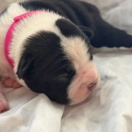 Girl 2- Lady - Black and white female Boston Terrier puppy in Piedmont, South Carolina from The Gentlemen Breed