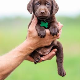 Green boy - Chocolate male Labrador Retriever puppy in Linville, Virginia from Mid-Columbia Labradors