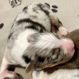 Blue Merle F - Blue merle female Australian Shepherd puppy in Cotati, California from Tried and True Aussies