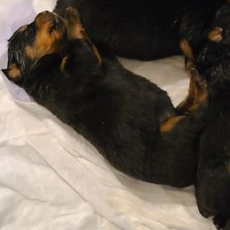 Rottweiler Puppies from A & Y Guardian Rottweiler