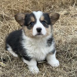 American Corgi and Pembroke Welsh Corgi Puppies from Wild West Corgis