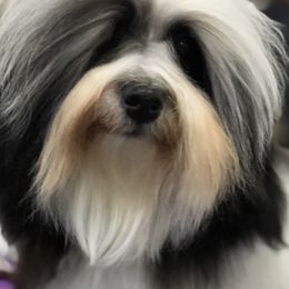 Havanese from Lúdico Havanese