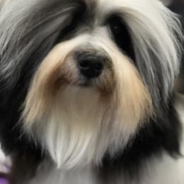 Havanese from Lúdico Havanese