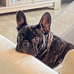 Zella - French Bulldog