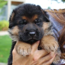 German Shepherd Puppies from vom Haus am Lerchenweg