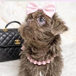 Amethysta - Chocolate female Shih Tzu puppy in Columbia, Kentucky from Lisa Bandy Luxe Shih Tzu