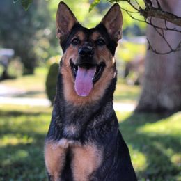 Belgian Malinois and German Shepherd All Grown Up from Haus von Pixar Kennels