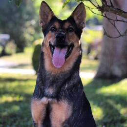 Belgian Malinois and German Shepherd All Grown Up from Haus von Pixar Kennels