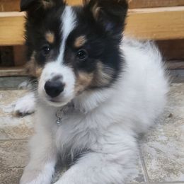 Shetland Sheepdog Puppies from Stafford Shelties