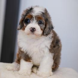 Faline - Blue merle female Bernedoodle puppy in Dundee, Ohio from Down Home Doodle