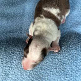 Major - Sable merle and white male Shetland Sheepdog puppy in Kerville, Texas from Cedar Hill Kennels
