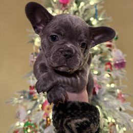 Cindy - female French Bulldog puppy in Topeka, Kansas from Midwest Monster Made Bulldogs