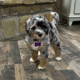 Lilac collar - Merle female Bernedoodle puppy in Millsap, Texas from Gaston’s Posh Poodles and Doodles