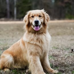 Maple - Golden Retriever
