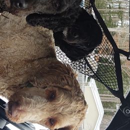 Cliff - Goldendoodle