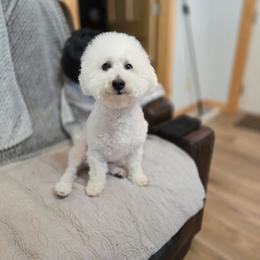 Bichon Frise puppies from Beloved Bichon