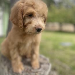 Aussiedoodle, Poodle, and Saint Berdoodle Puppies from Remington Kennels, LLC