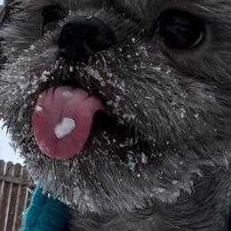 Cockapoo, Goldendoodle, and Shih Tzu All Grown Up from Dogue, where fashion meets fur