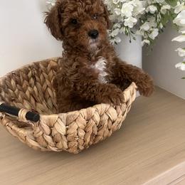 Cavapoo Puppies from cavapoo idaho