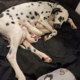 Dalmatian Puppies from America's Dalmatian Friends