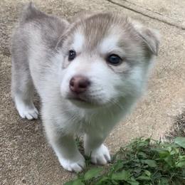 Siberian Husky Puppies from Velox Siberians