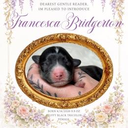 Francesca - Black and white female American Corgi puppy in Greenwood, Indiana from Witch Creek Corgis