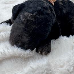 Peach collar - Merle female Goldendoodle puppy in Meridian, Mississippi from Smoodles