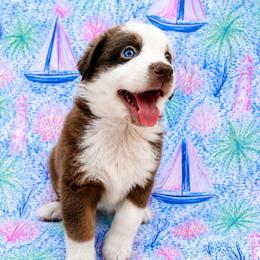 Booty - Red & white female Miniature Australian Shepherd puppy in Alexandria, Virginia from Fairfax Aussies