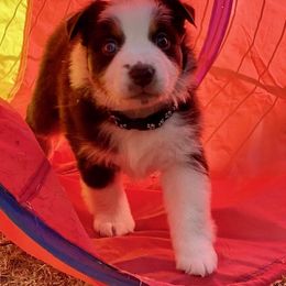 Miniature Australian Shepherd Puppies from BlueZion Aussies