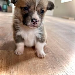 Pembroke Welsh Corgi Puppies from The King’s Corgis