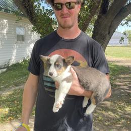 "Baja went home" Pembroke Welsh Corgi Puppies from Chase Em All Corgis