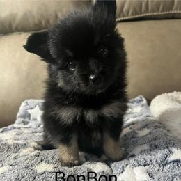 BonBon - Black and white male Pomsky puppy in Avoca, Michigan from Repurposed Paradise Farm