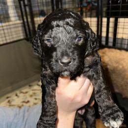 Jade - Sable female Goldendoodle puppy in Prosperity, Pennsylvania from Stelladoodles & Company