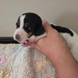 Violet - Black white and brown female Basset Hound puppy in Denison, Texas from Emma Lou's Baby Bassets
