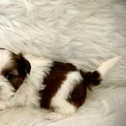 Tillie - Liver and white Shih Tzu puppy in Tallahassee, Florida from Bows and Bot Ties