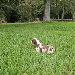 Mirage - Red merle female Catahoula Leopard Dog puppy in Doerun, Georgia from Twig and Tail Puppies