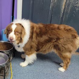 Aussiedoodles and Australian Shepherds from Branch Creek kennels