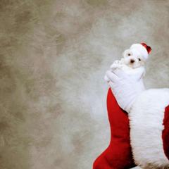 Shichon and Shih Tzu Puppies from Angie’s Teddy Bear Puppies Minnesota