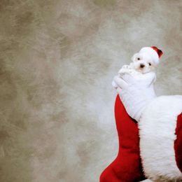 Shichon and Shih Tzu Puppies from Angie’s Teddy Bear Puppies Minnesota