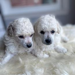 Whity - White male Poodle puppy in Wichita, Kansas from Adagio Toy Poodles