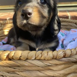 Dachshund Puppies from AJs Doxies