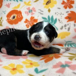 Australian Shepherd Puppies from PCG Farms