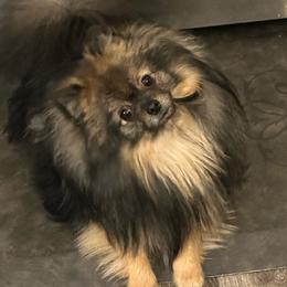 Noah - Pomeranian