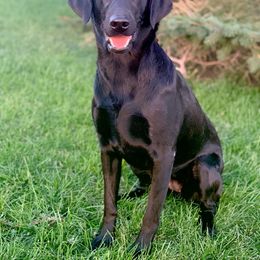 Annie - Labrador Retriever