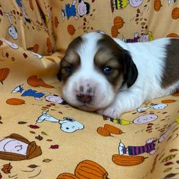 Gucci - Red male Dachshund puppy in Waseca, Minnesota from Dragonfly Doxies